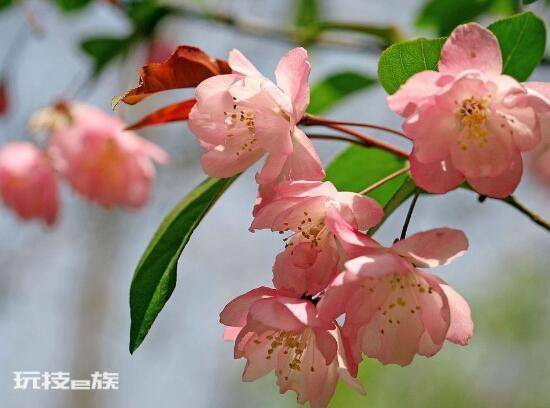 海棠树什么时候开花(盆栽海棠花花期时间有多久)-图片3